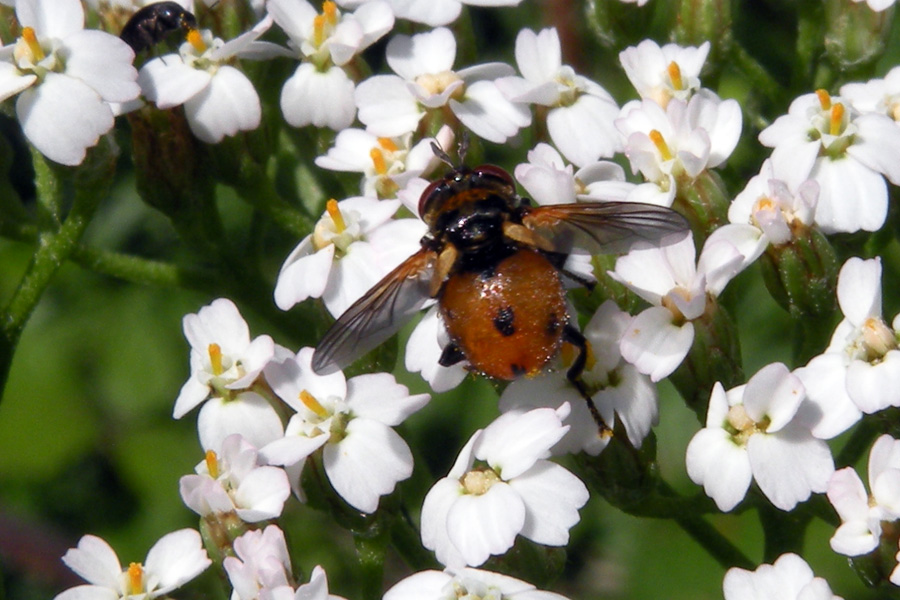 Tachinidae